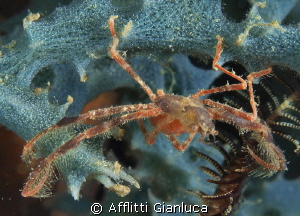 night dive... little crab by Afflitti Gianluca 